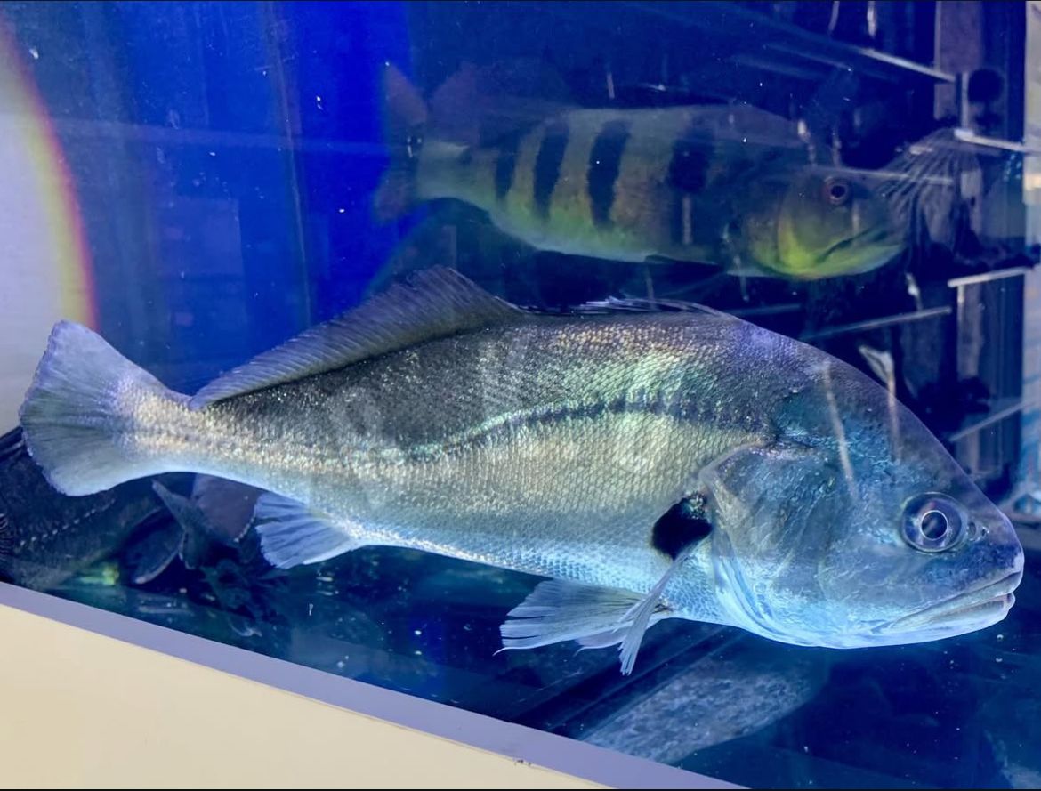 Freshwater silver croaker