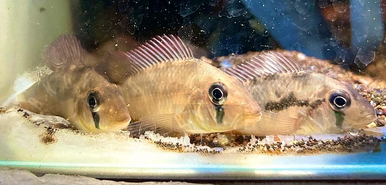 Gymnogeophagus lipokarenos