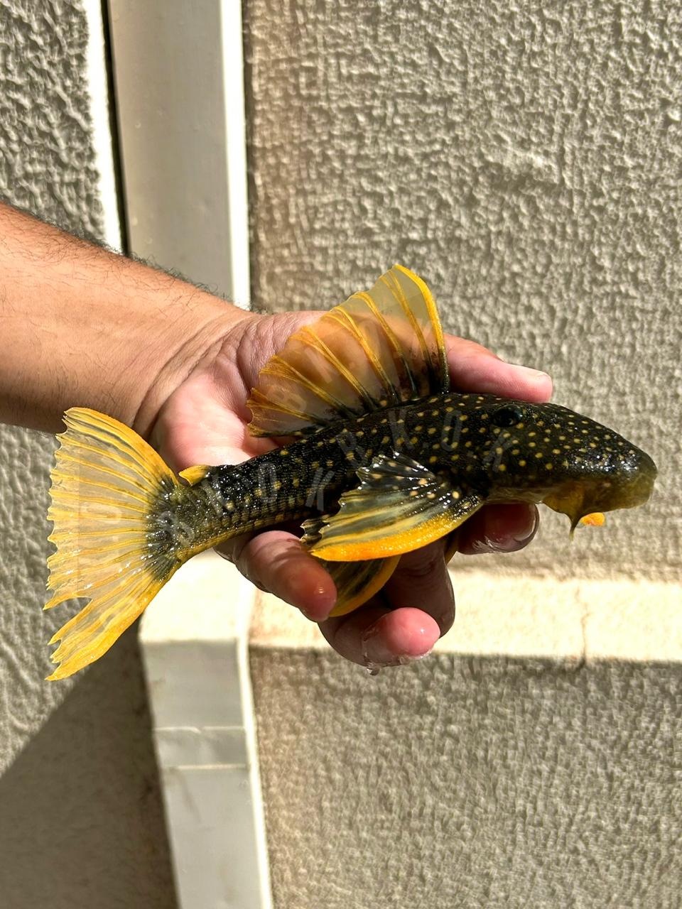 Hypostomus luteus phase 2