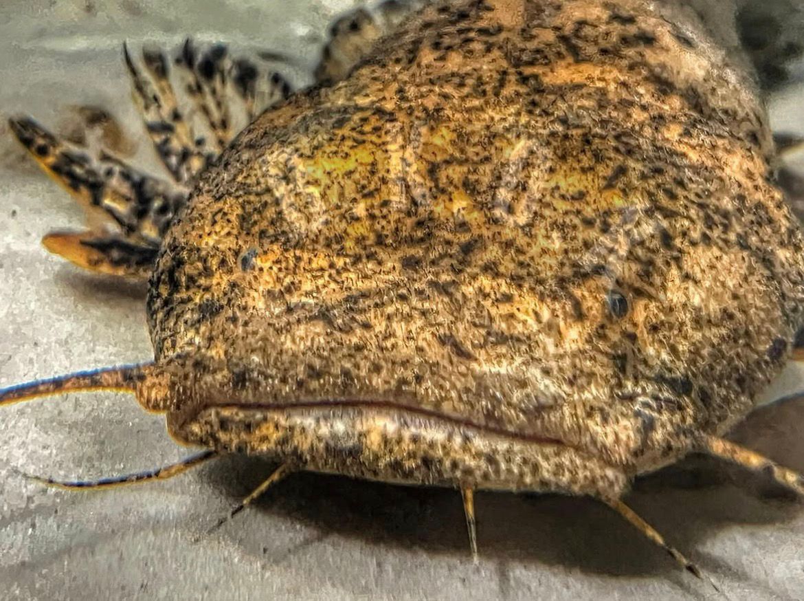 Lophiosilurus fowleri