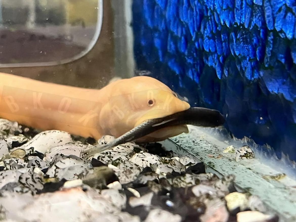 Red-eye albino South American swamp eel