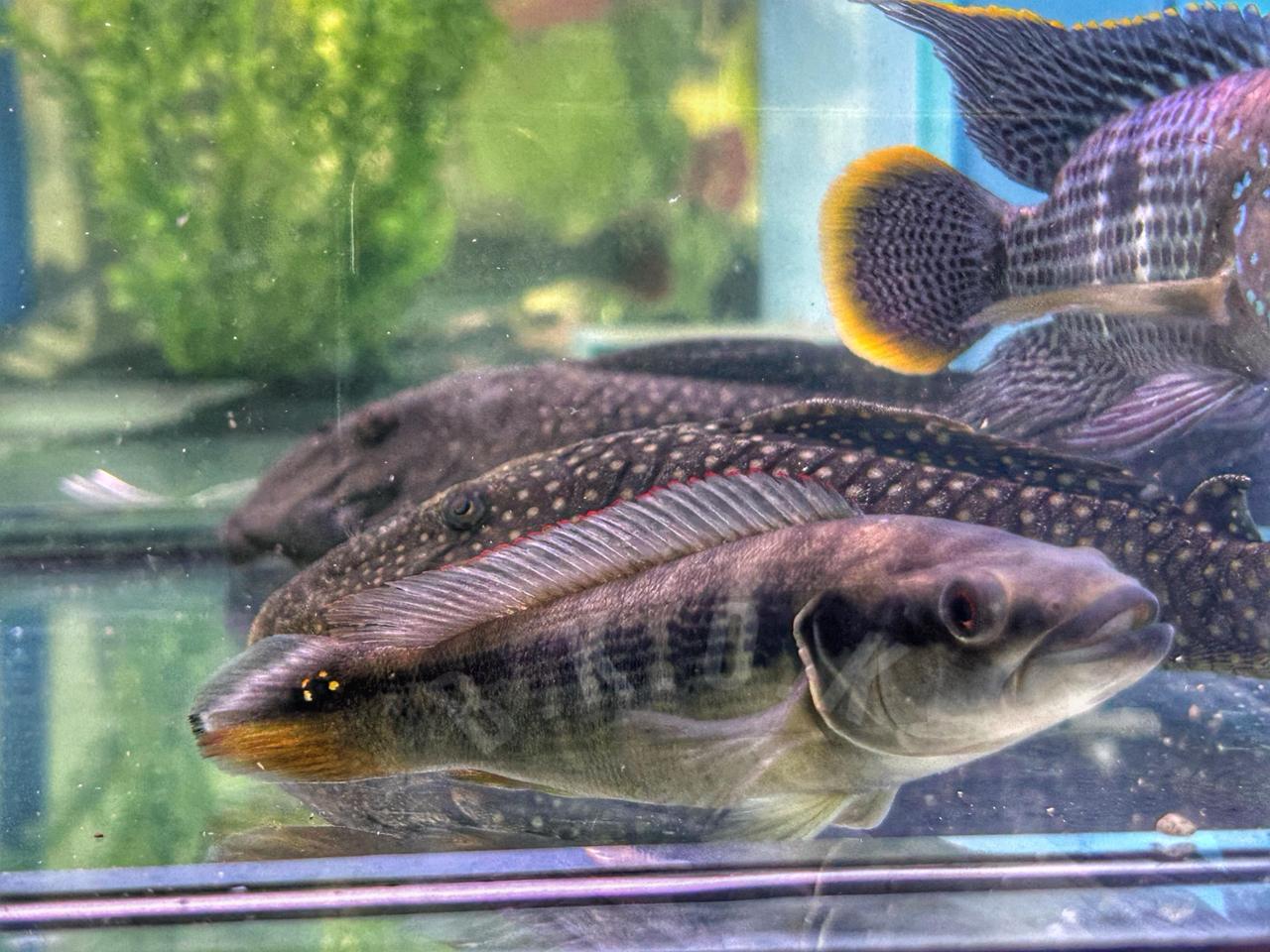 Crenicichla semifasciata