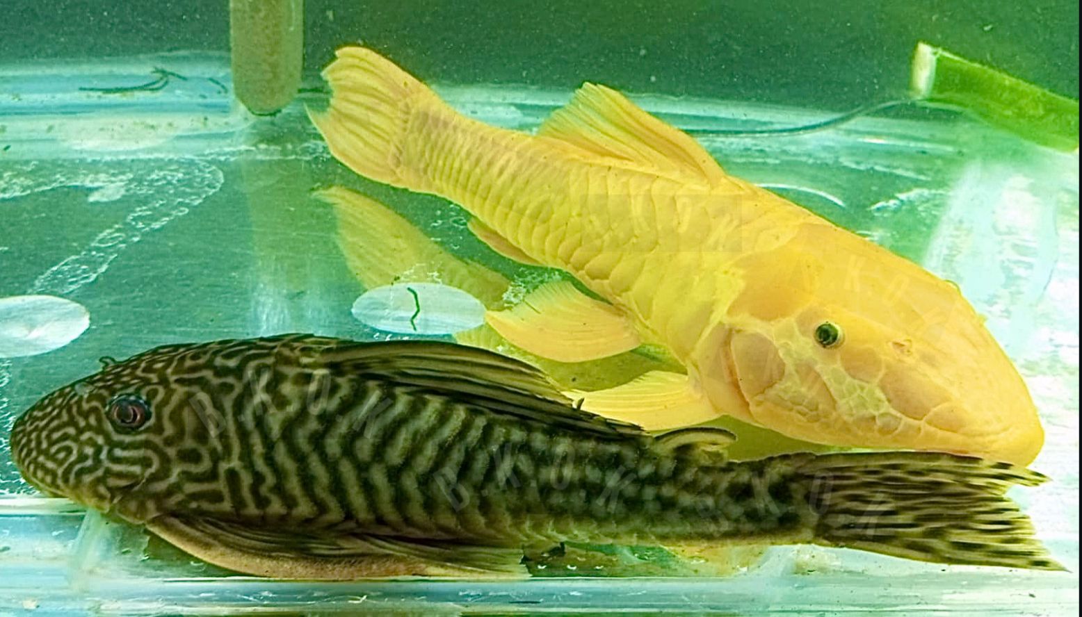 Xanthic golden Rhinelepis Strigosa and giant tiger gold