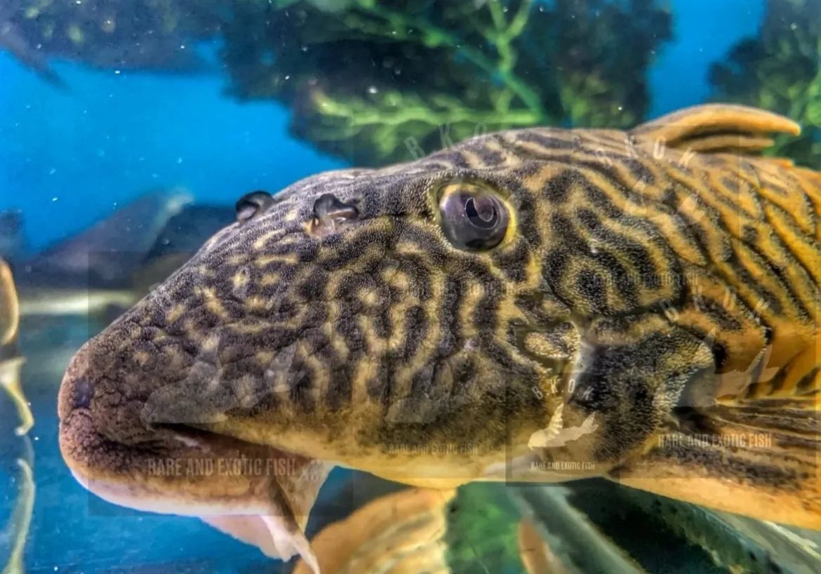 Hypostomus giant tiger gold
