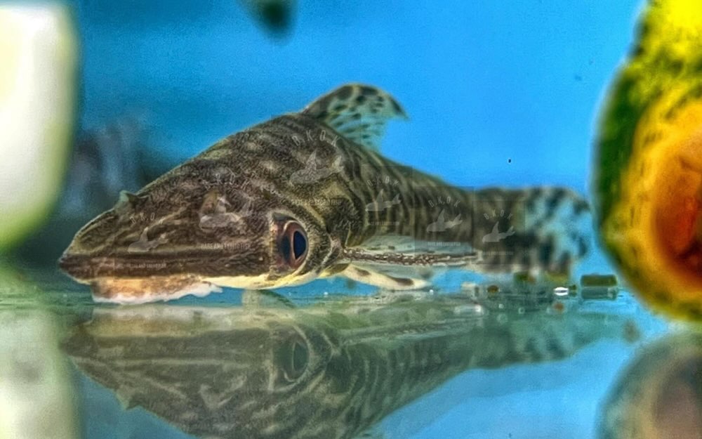Hypoptoma species