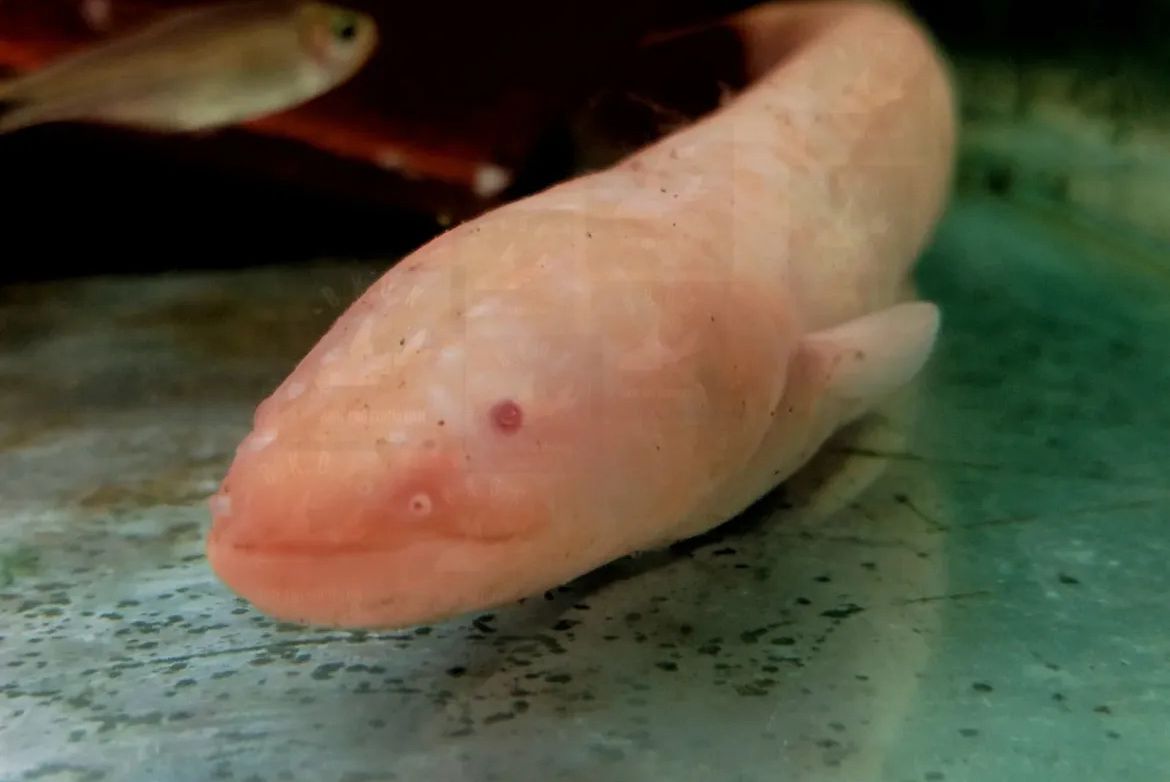 Red-eye albino Electrophorus electricus