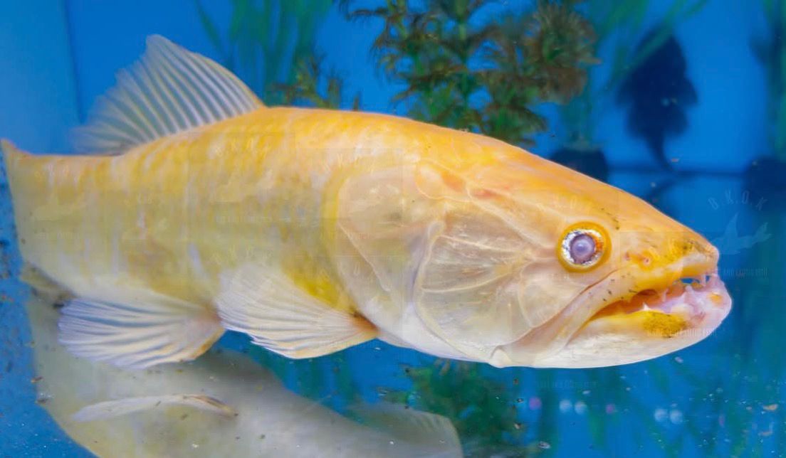 Red-eye albino Hoplias lacerdae