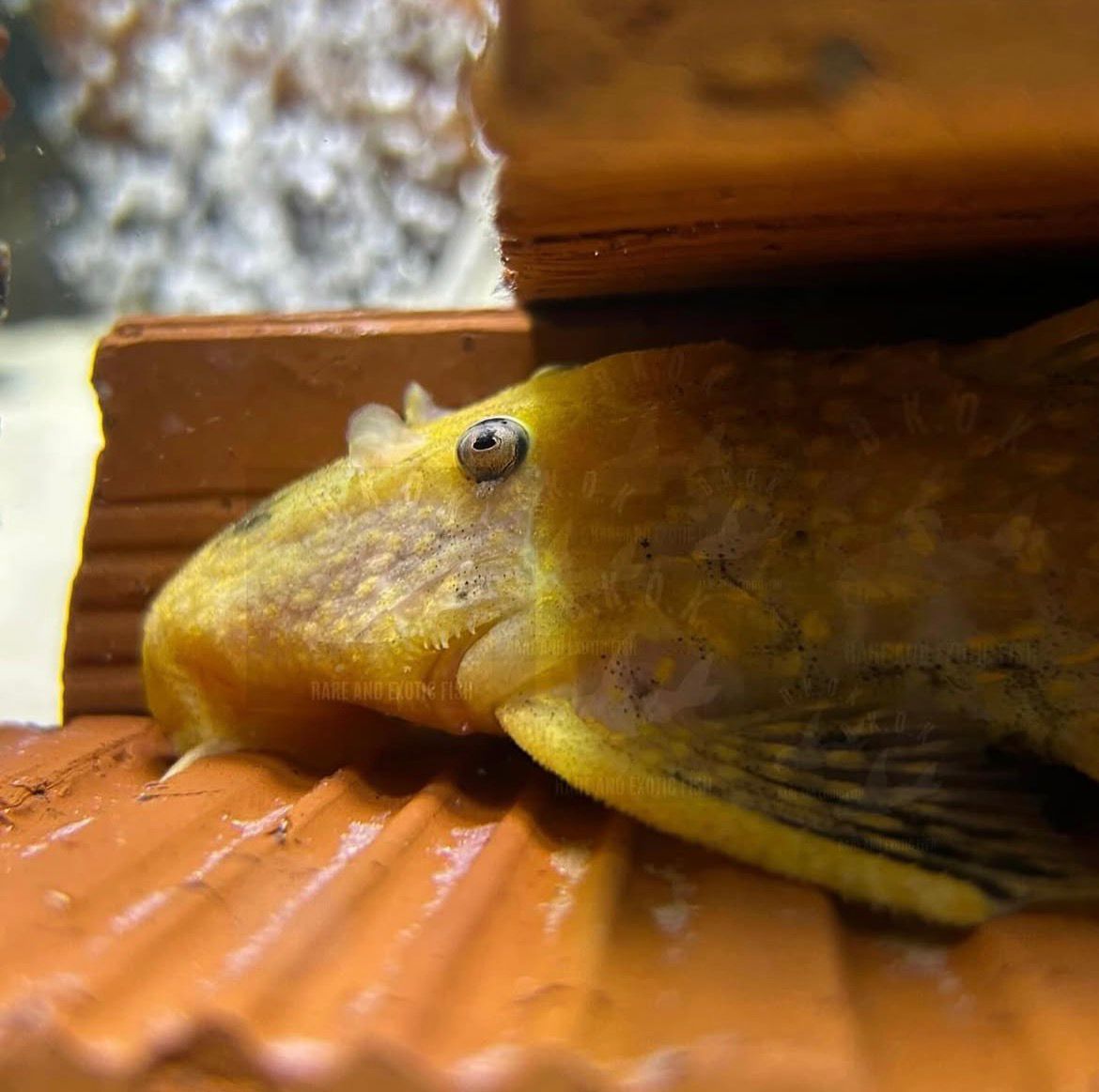 Xanthic golden Pseudacanthicus LDA-105 Typhoon