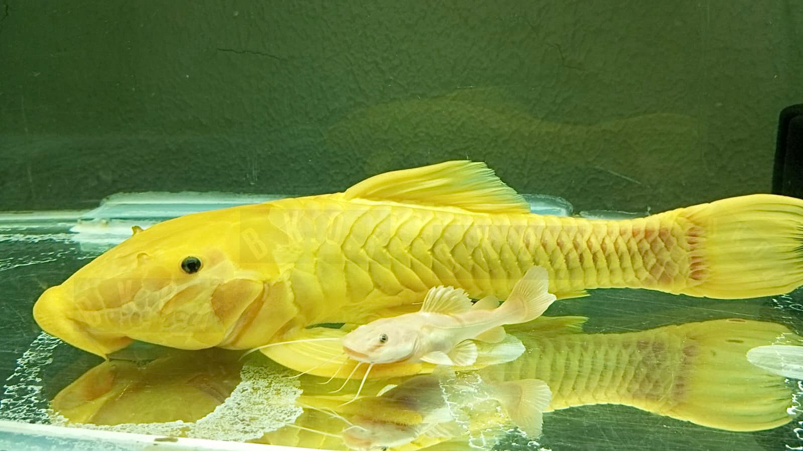 Xanthic golden Rhinelepis Strigosa
