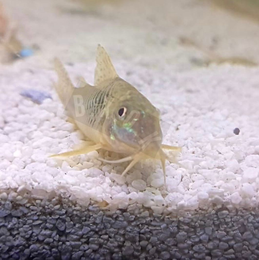Corydora cf. aurofrenatus photo 1