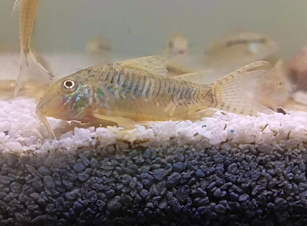 Corydora cf. aurofrenatus photo 2