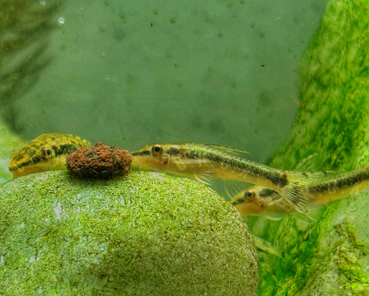 Oto Gold fish photo 2