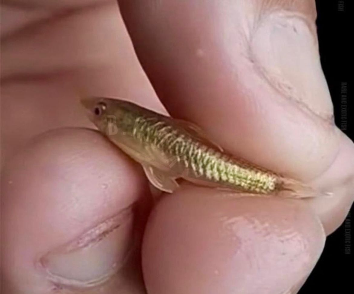 Oto Gold fish photo 3