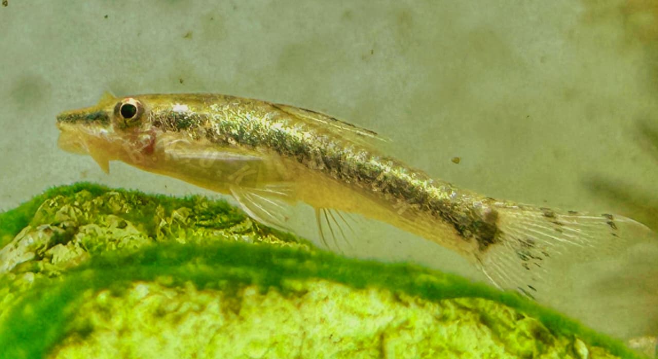 Oto Gold fish photo 1